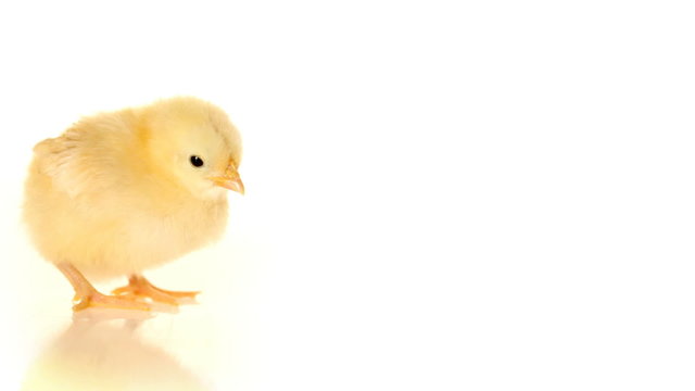 Baby chick on white background