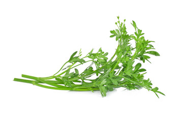 Coriander bunch isolated on white
