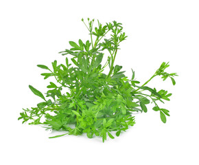 Coriander bunch isolated on white background