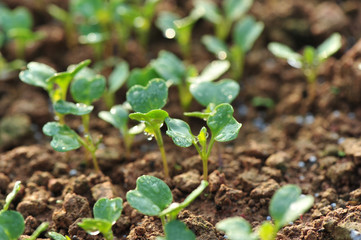 green radish plants in growth at garden