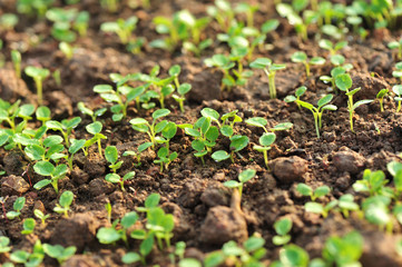 green vegetable plants in growth at garden