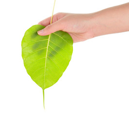 hand holding sacred fig leaf (Bohhi Tree, Bo Tree, Peepul ) 