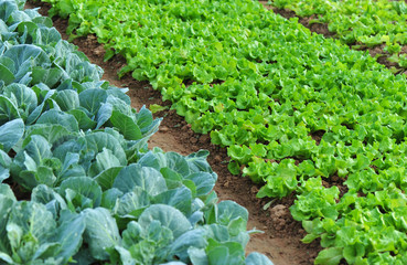 Naklejka premium green lettuce and cabbage crops in growth at vegetable garden
