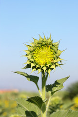 Close-up of sun flower against 