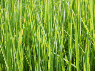 Fototapeta na wymiar closeup grass