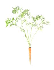 Carrot isolated on white background