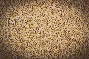 Vintage photo, Organic oat grains as background, healthy nutrition