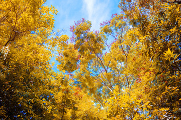 Fototapeta premium Under the shade of a tree in sunlight , autumn season