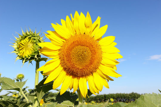 Close-up of sun flower 