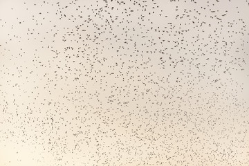 Swallows around Ara Pacis
