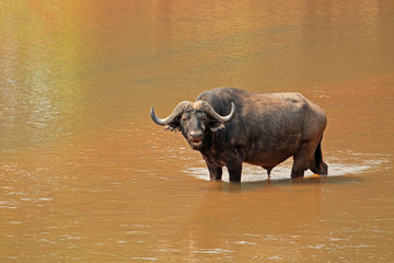African buffalo (Syncerus caffer) standing in a river, Kruger National Park, South Africa.