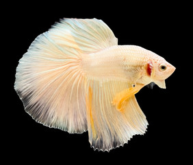 Betta fish, siamese fighting fish, betta splendens (Halfmoon bet