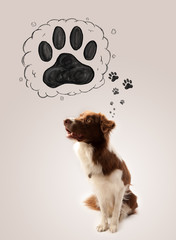 Cute border collie with paw above her head
