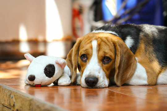 Young beagle with a doll