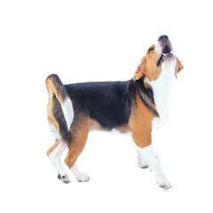 Beagle dog isolated on white