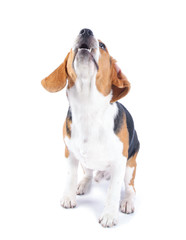 Beagle dog isolated on white