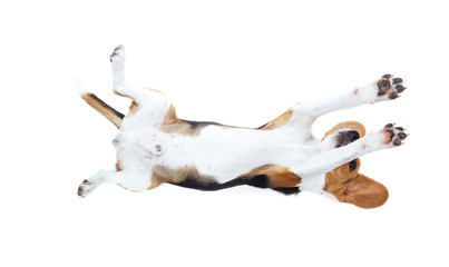 beagle dog isolated on white background