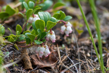 Flowers of forest plant cranberries 