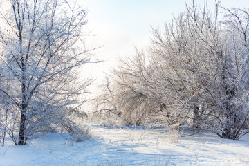 winter forest, the trees covered with frost