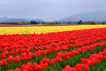 Red and Yellow Tulips Field