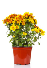 yellow vibrant auburn Chrysanthemums bouquet suited as backgroun