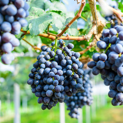 purple red grapes on the vine