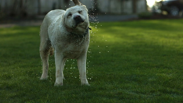 Dog Shaking Off Water, Slow Motion