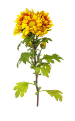 yellow vibrant auburn Chrysanthemums bouquet suited as backgroun