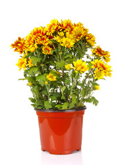 yellow vibrant auburn Chrysanthemums bouquet suited as backgroun