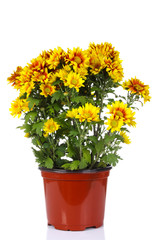 yellow vibrant auburn Chrysanthemums bouquet suited as backgroun