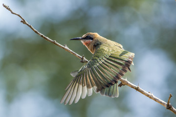 White-fronted Bee-eater in Kruger National park, South Africa