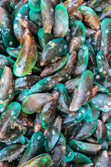 fresh mussel background.