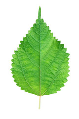 One serrated green leaf isolated on white