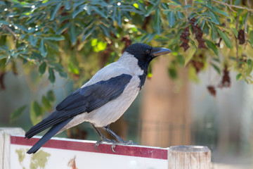 The Crow