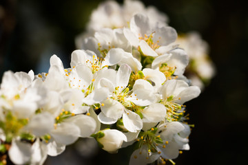 This is a photo of some pear flower, was taken in Yunnan, China.
