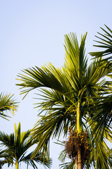 This is a photo of palm tree, was taken in KunMing botanical garden, China.