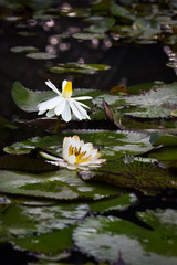 This is a photo of lotus, was taken in KunMing botanical garden, China.