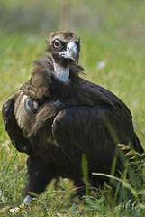 vulture on grass