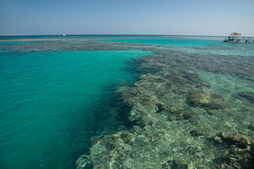 sea with coral reef
