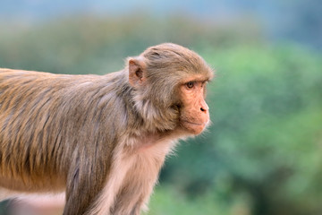 Portrait of a rhesus macaque monkey (Macaca mulatta), India.