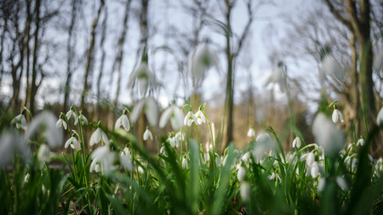 Bunch of Snowflake or Snowdrop flower in bloom.