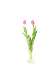 pink tulip couple and the vase in the white #2