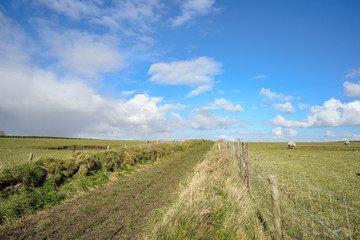 Wide view on Dutch landscape with sheep, meadow and cloudy skies