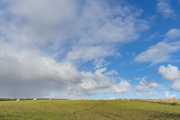 Wide view on Dutch landscape with sheep, meadow and cloudy skies
