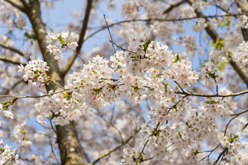Cherry Blossoms of Doshi River(道志川の桜) in Kanagawa, Japan 