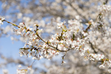 Cherry Blossoms of Doshi River(道志川の桜) in Kanagawa, Japan 