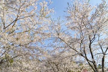 
    Cherry Blossoms of Doshi River(道志川の桜) in Kanagawa, Japan