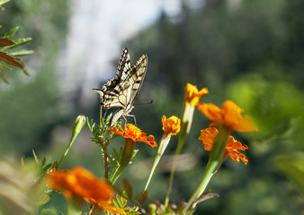 Swallowtail butterfly with marigold flower