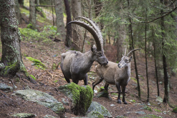 Male and female alpine ibex