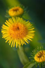 bright yellow daisies